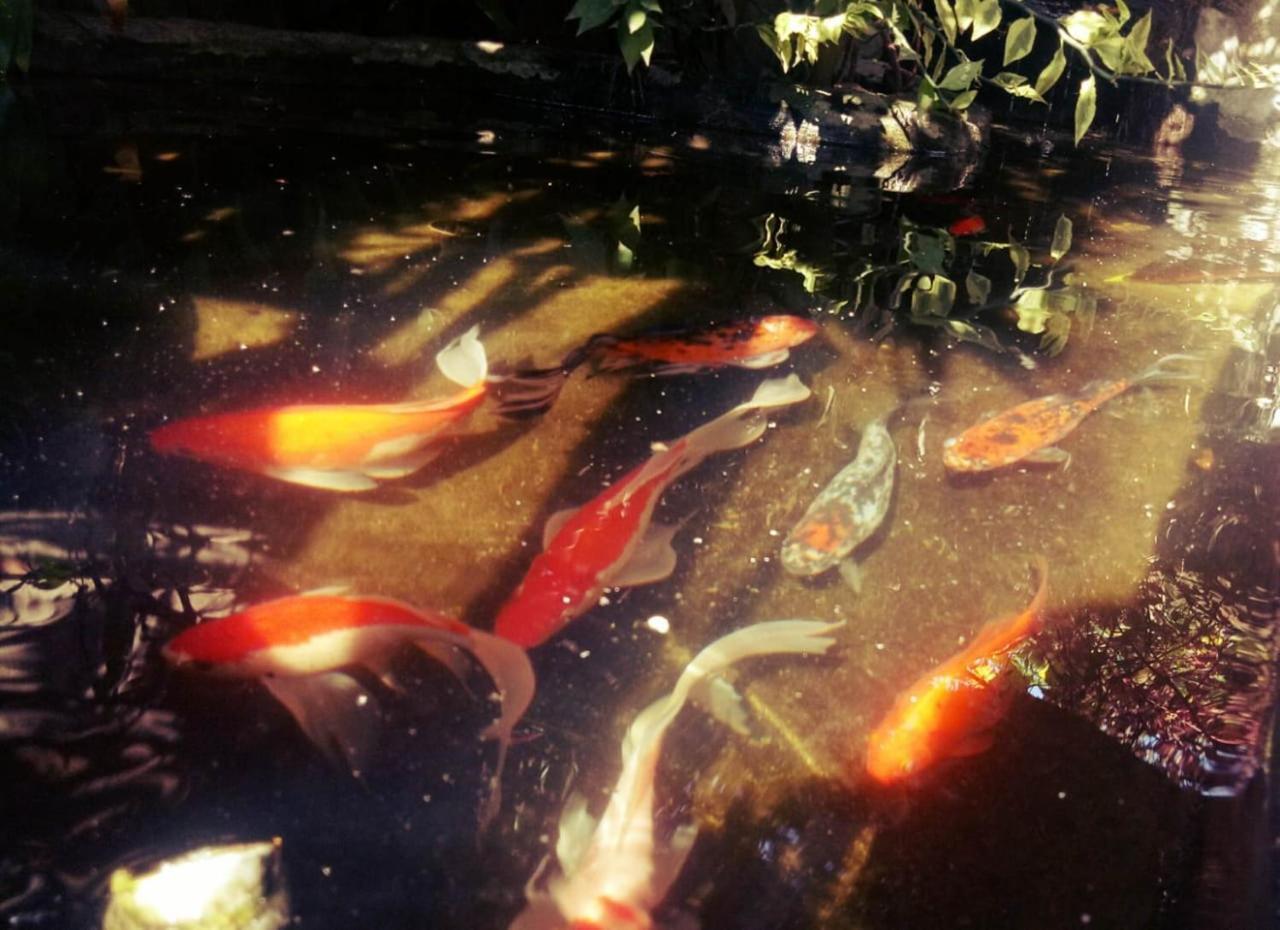 Pondok Ayu Homestay ウブド エクステリア 写真